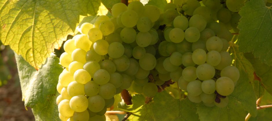 FLASH NEWS ON THE 2018 HARVEST AT AR LENOBLE – AND WHY 2018 CONFIRMS THAT “MAG 14” IS MORE IMPORTANT THAN EVER
